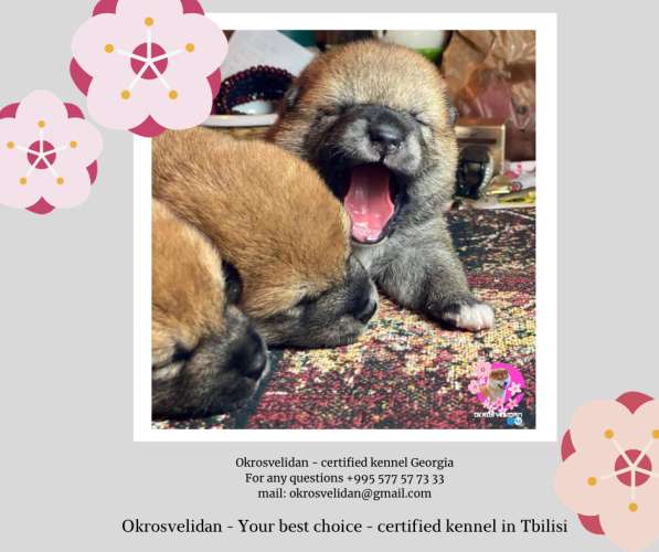 Щенки Шиба Ину в