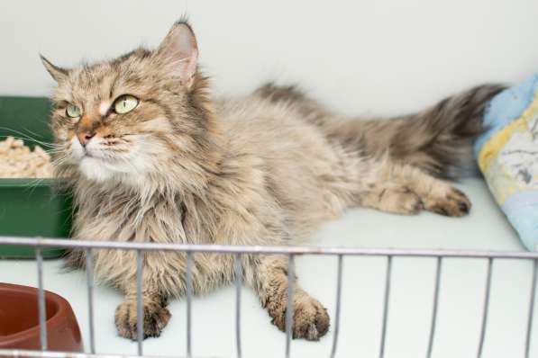 Кошка Брина в Москве фото 3