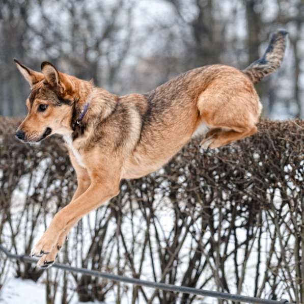 Очаровательная собачка компактного размера в Санкт-Петербурге фото 59