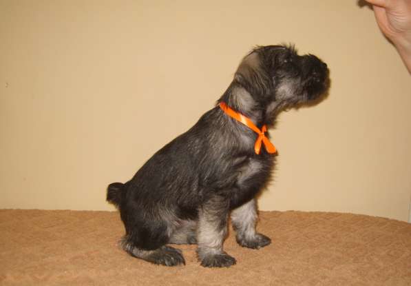 Щенки миттельшнауцера в Москве фото 10