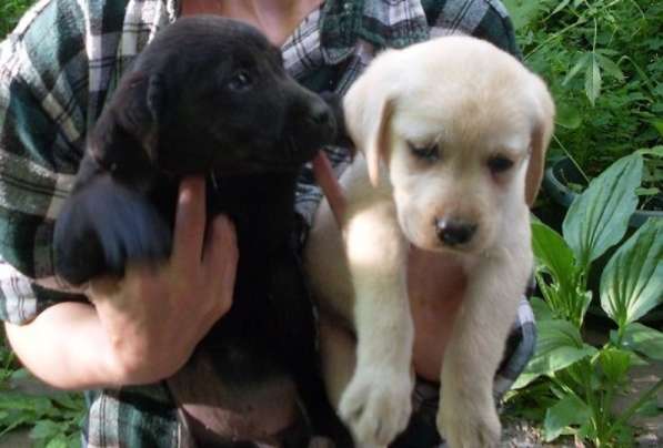 Щенки лабрадора в Ростове-на-Дону фото 8
