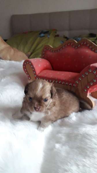 Chihuahua ❤❤❤ Один малыш ещё свободный в фото 8