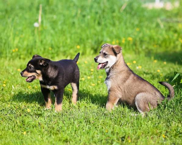 Два крошечных щенка ищут дом в Санкт-Петербурге фото 13