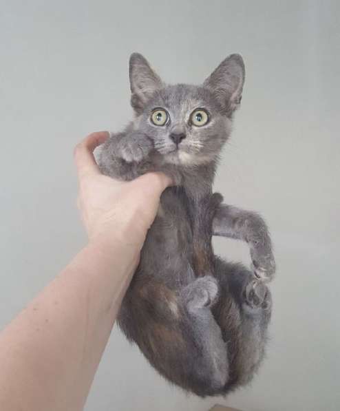 Котенок в добрые руки в Москве фото 20