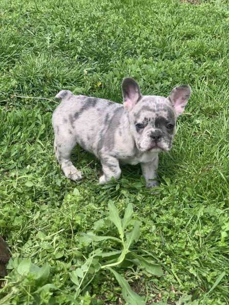 French bulldog в фото 21