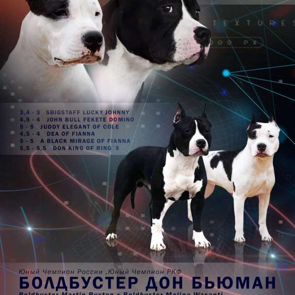 Шикарные суки Амстаффа от чемпионов ркф в Москве фото 58