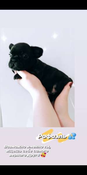 Щенки французский бульдог в Владимире фото 16