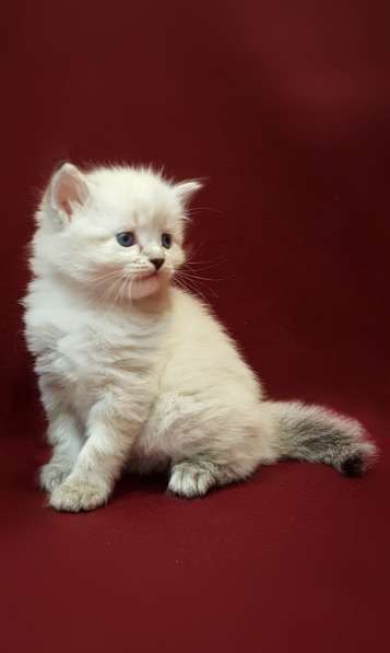 Сибирский котёнок из питомника
