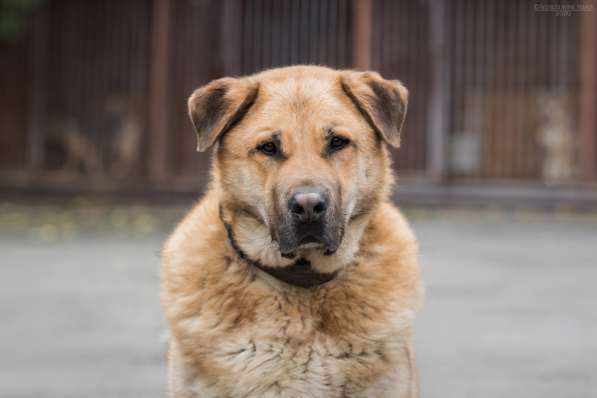 Кохинор ищет семью в Москве фото 53