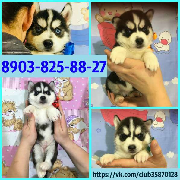 Щеночки сибирской хаски. Черно -белые голубоглазые в Костроме