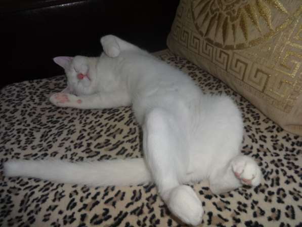 Белый голубоглазый котик као мани приглашает на вязку в фото 6