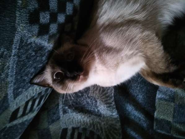 Сиамская кошка в Санкт-Петербурге