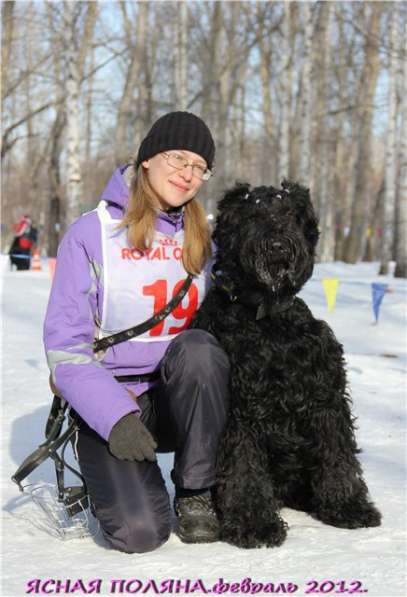 Русский черный терьер, перспективные щенки в Екатеринбурге