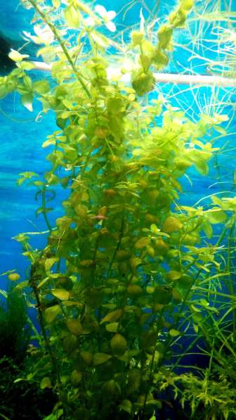 Растения для аквариума в Подольске фото 3