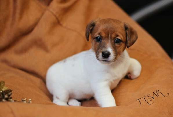 Щенки Джек Рассел терьер с родословной в Москве фото 4