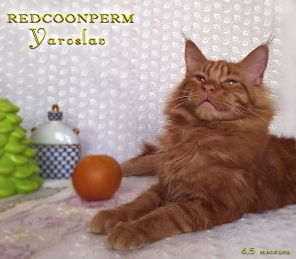 Кот мейн кун - Ярослав - красный солид в Перми фото 5
