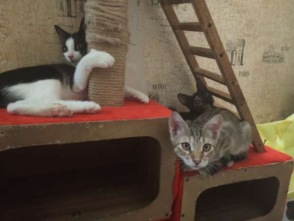 Котята в Волгограде фото 9