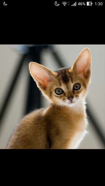 Абиссинскую девочку американских линий в разведение, ищем