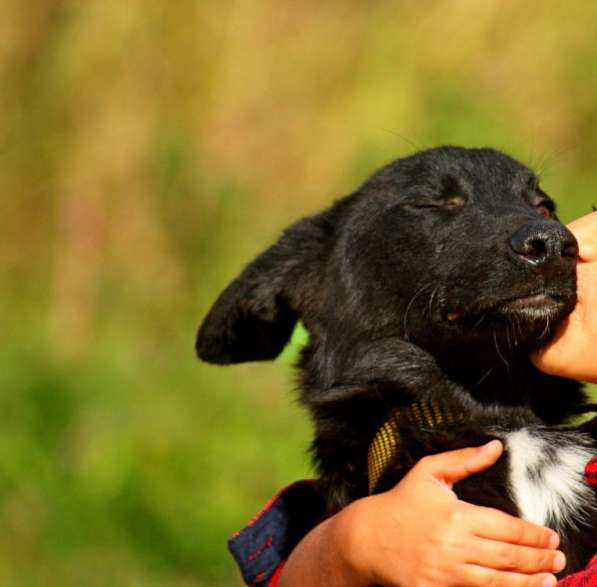 Эрмин - чудесный щенок в дар в Павловском Посаде фото 3