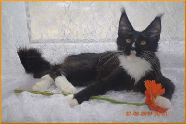 Великолепные котята мейн-кун из питомника в Волгограде фото 230