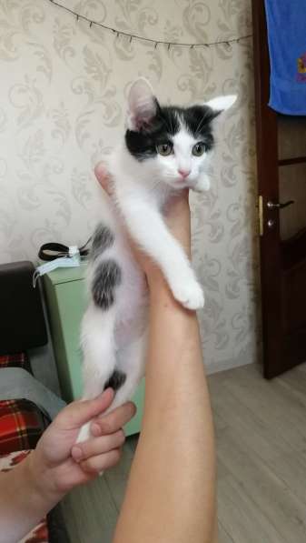 Спасение котят в Иркутске фото 9