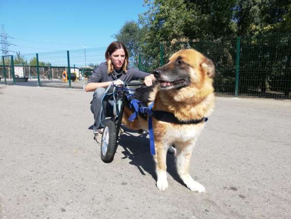 Особенный добряк Мухтар ищет дом в Москве фото 12