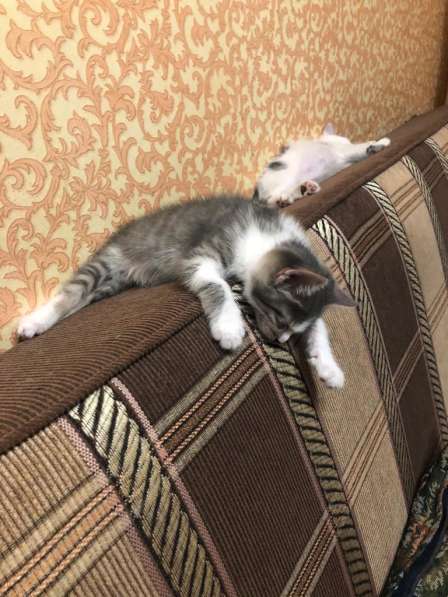 Котята в добрые руки в Москве фото 9