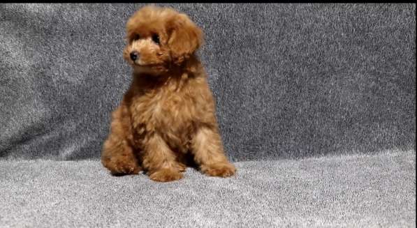 Poodle. Boy and girl's в фото 4