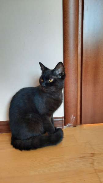 Бурманский кот Алекс окраса черный бриллиант ищет дом в Москве