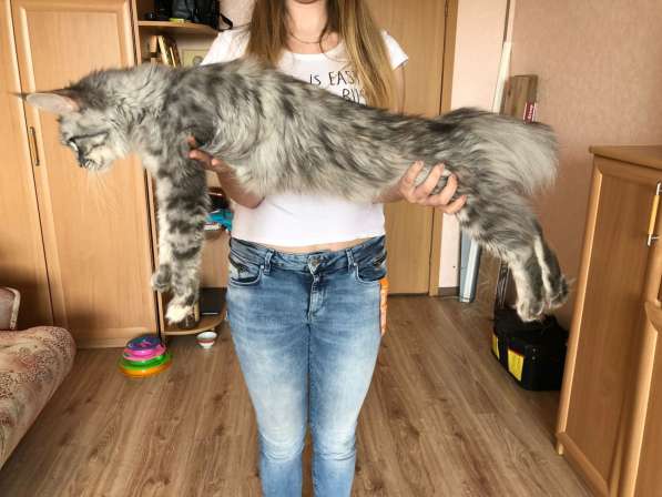 Котята и коты Мейн-кун в 