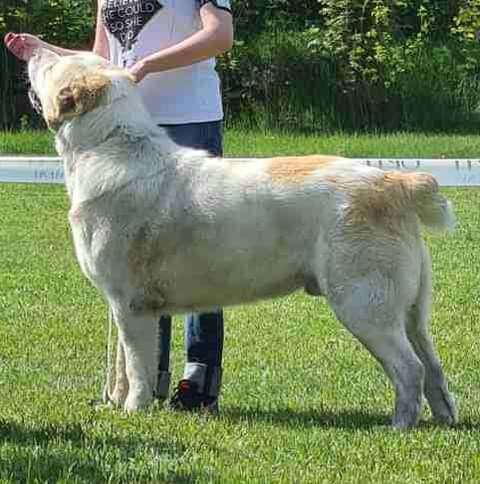 Central Asian Shepherd, Best Puppy Breed в 