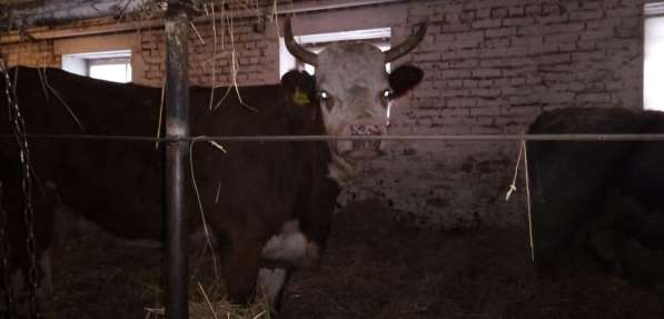 Продам КРС, бычки, телята, коровы в Красноярске фото 4