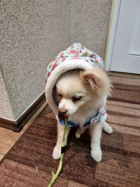 Продаю собаку Шпиц в 
