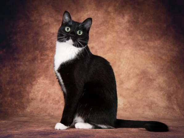 Кошечка Майя ищет семью в Москве фото 9