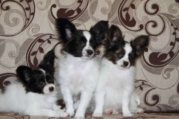 Продается щенок папийона в Краснотурьинске фото 29