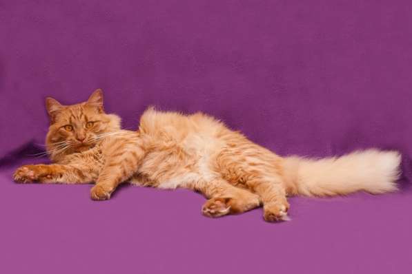 Самый брутальный рыжий кот в мире! Кот Бенджамин