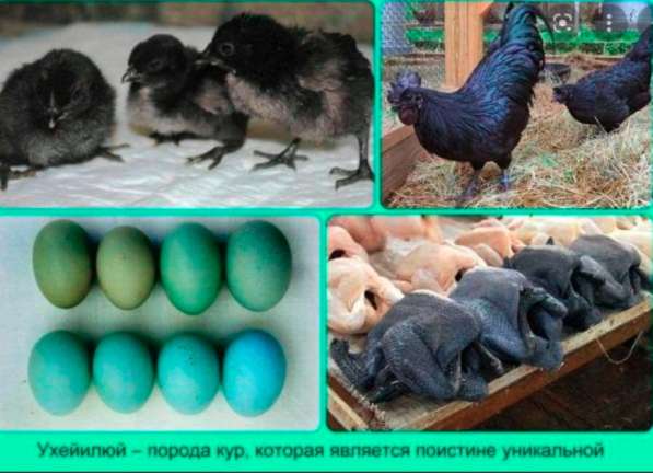 Цыплята, цесарки, инкубационное яйцо в Коломне фото 4