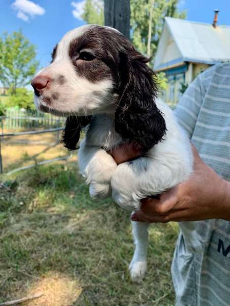 Продаются щенки русского охотничьего спаниеля в Москве фото 6