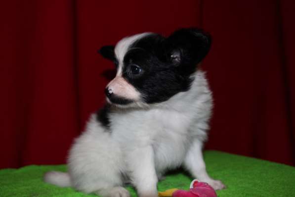 Папийоны в Ростове-на-Дону фото 13