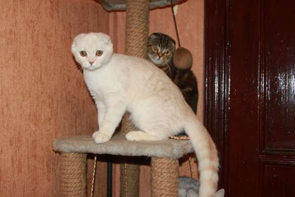 Шотландский скоттиш фолд в Москве фото 6