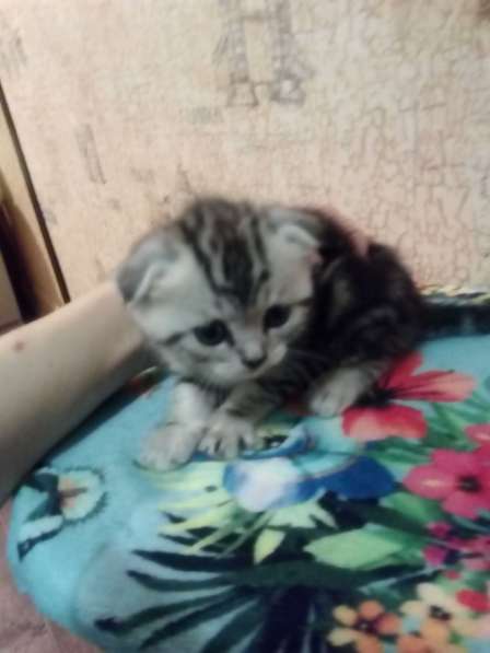 Котята британцы