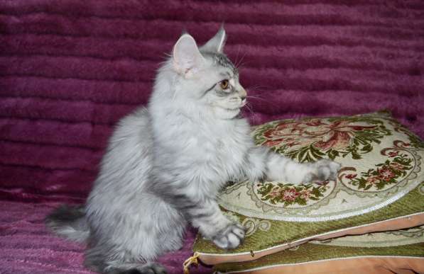 Свободны шикарные котята мэйн-куны редких окрасов в Москве фото 20