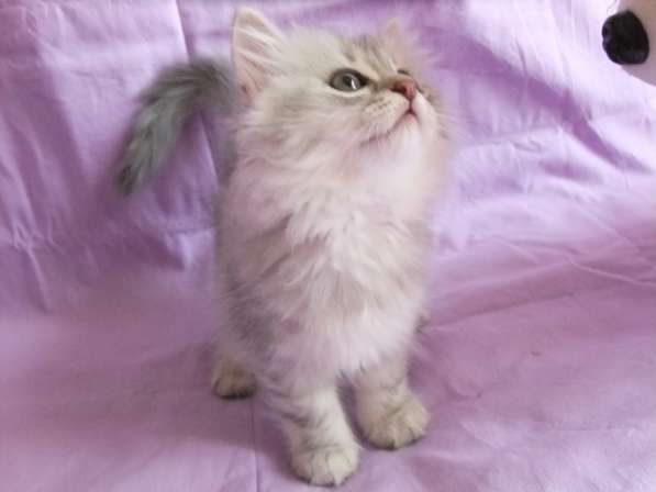 Котенок шотландской вислоухой в Санкт-Петербурге фото 4