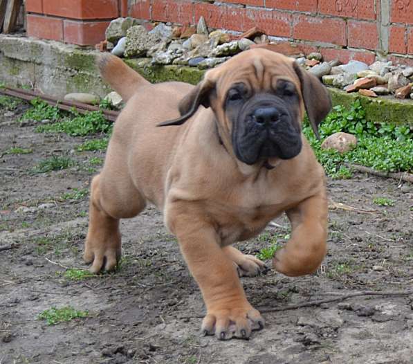 Щенки ЮА Бурбуля в Краснодаре фото 20