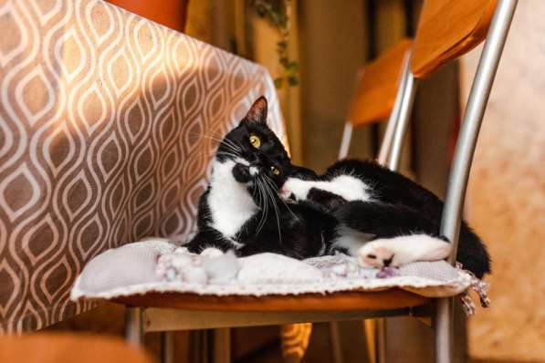 Золотоглазая красавица черно-белая кошка Стасия в дар в Москве фото 4