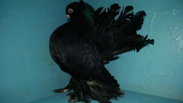 Продам голубей порода Ростовские Статные в фото 8