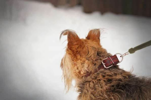 Мухтар ищет семью в Москве фото 39