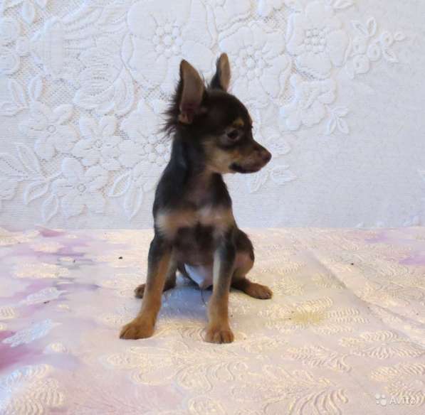 Щенки Русского Той терьера в Красноярске фото 19