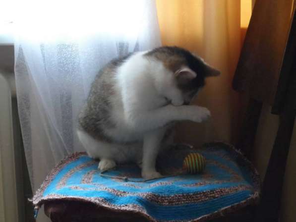 Кот Костя Московский ищет дом в Москве фото 6