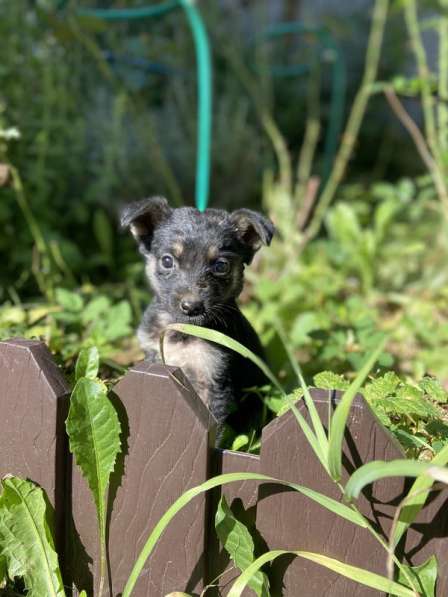 Щенки от мамы овчарки в добрые руки в Москве фото 9